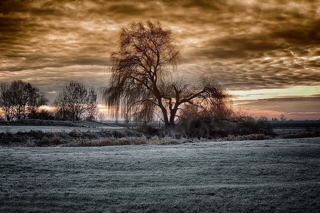 Willow Tree