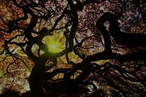 Demonic Tree – story of a major rewrite