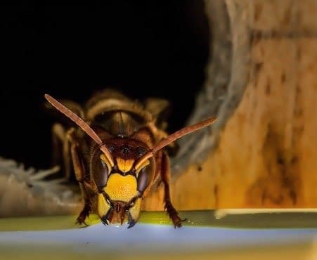wasp