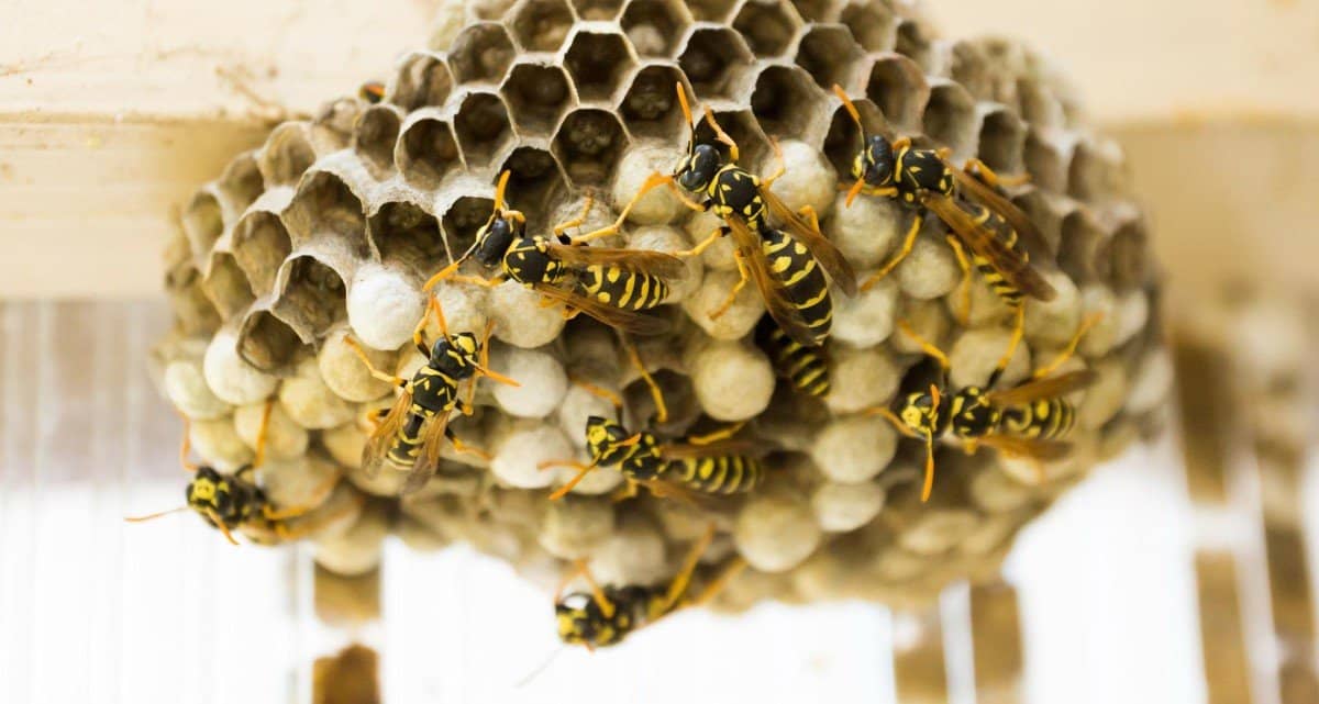 Wasp - a queen's revenge. By John Frank Marshall